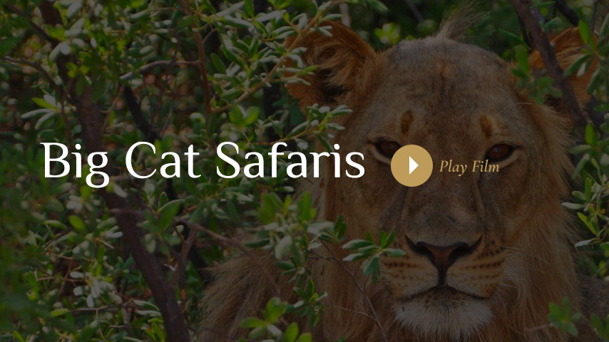 Best cat safaris